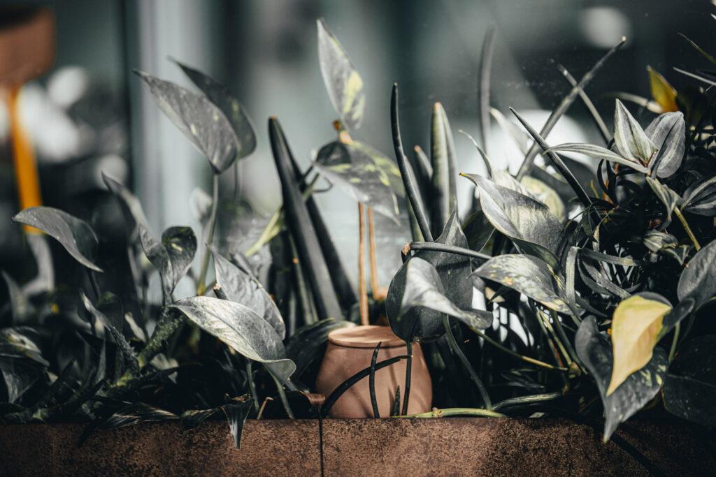 Lutoya olla with plant — handmade ceramics from Transylvania