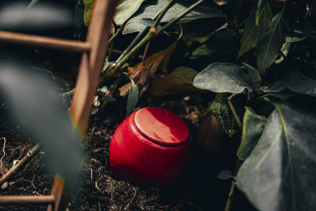 Lutoya olla in the garden