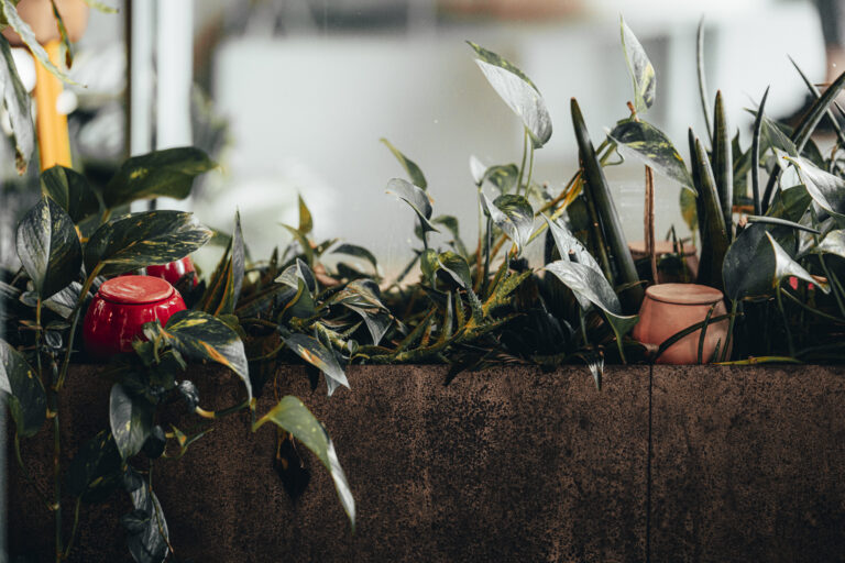 Plants with ollas in nature