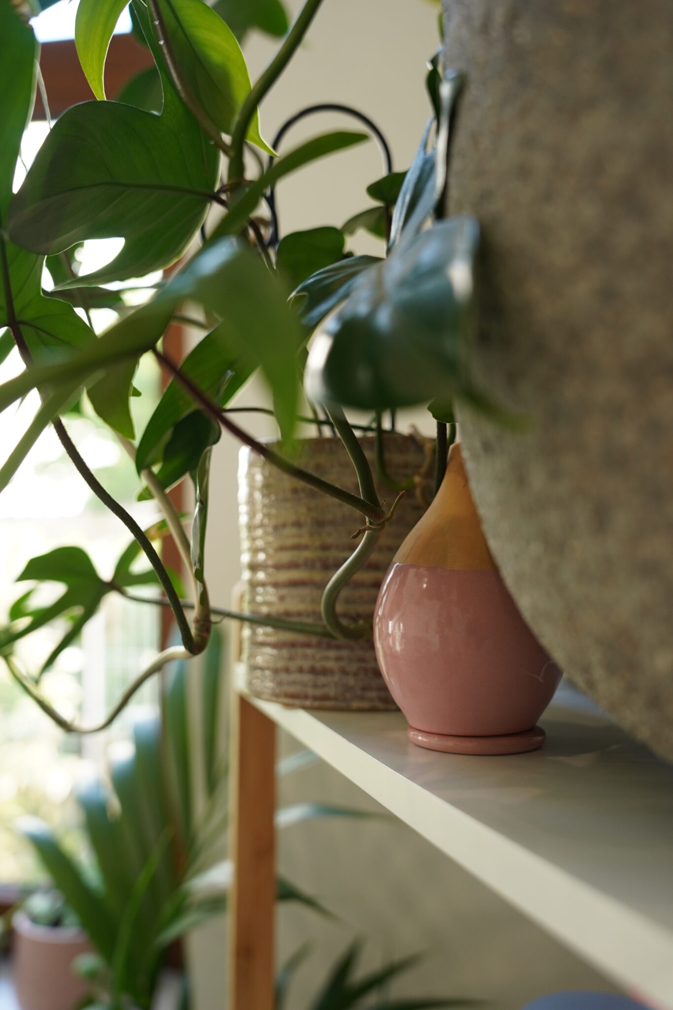 Lutoya olla in a plant interior — B2B partnership